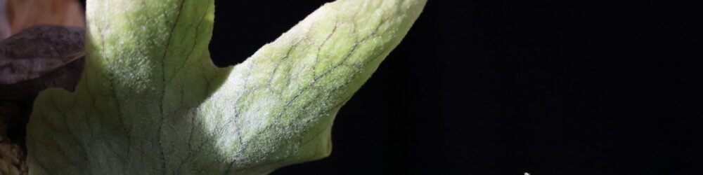 Header Image
